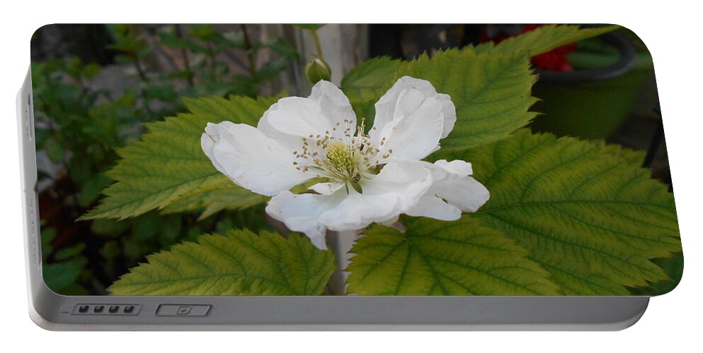 White Portable Battery Charger featuring the photograph White bloom by Nancy Graham