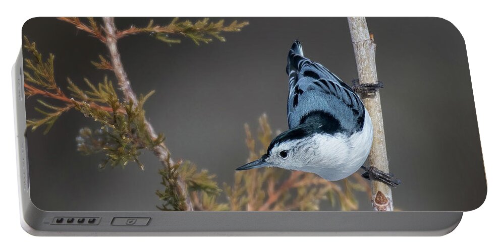 Back Yard Birds Portable Battery Charger featuring the photograph White Breasted Nuthatch by Linda Shannon Morgan