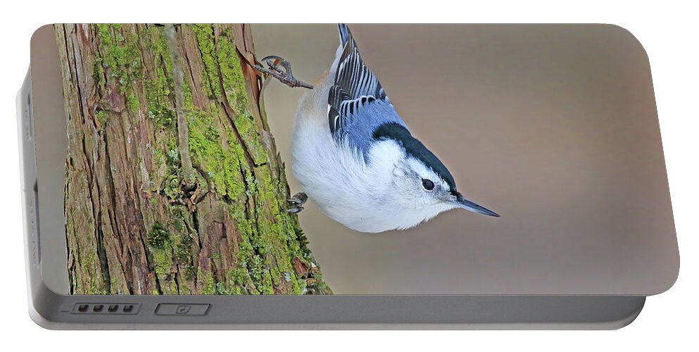 White-breasted Nuthatch Portable Battery Charger featuring the photograph White-breasted Nuthatch by Shixing Wen