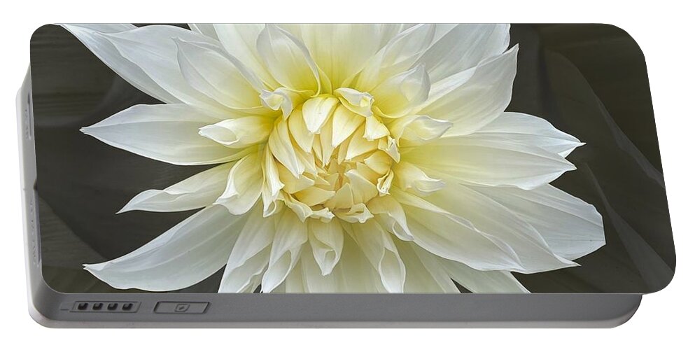 Dahlia Portable Battery Charger featuring the photograph White Cactus Dahlia by Jerry Abbott