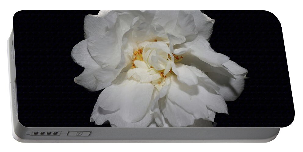 Camellia Portable Battery Charger featuring the photograph White Camellia II by Mingming Jiang