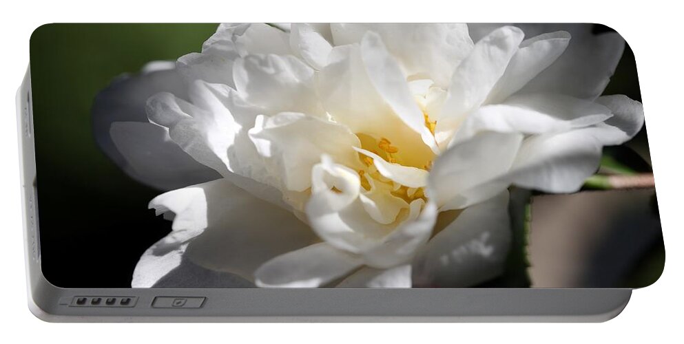 Camellia Portable Battery Charger featuring the photograph White Camellia III by Mingming Jiang