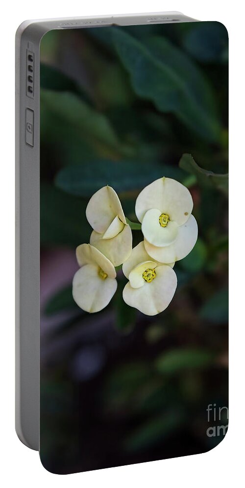 Thorns Portable Battery Charger featuring the photograph White Crown of Thorns by Deborah Benoit