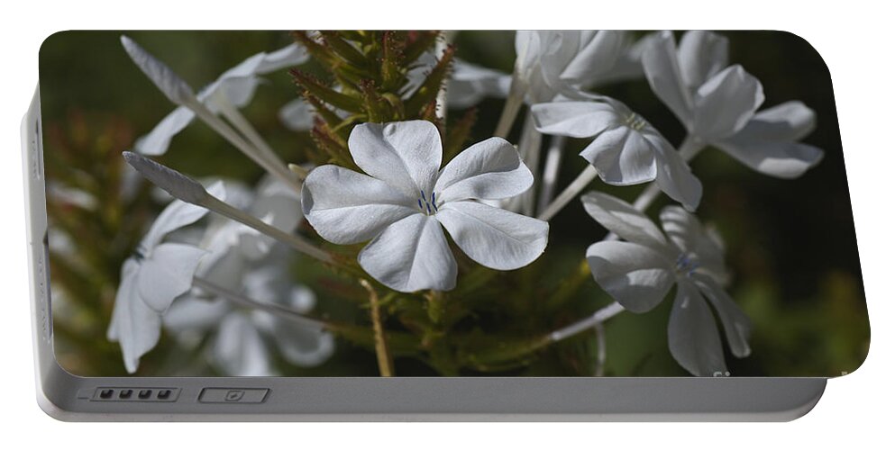White Plumbago Flowers Portable Battery Charger featuring the photograph White Display Plumbago flowers by Joy Watson