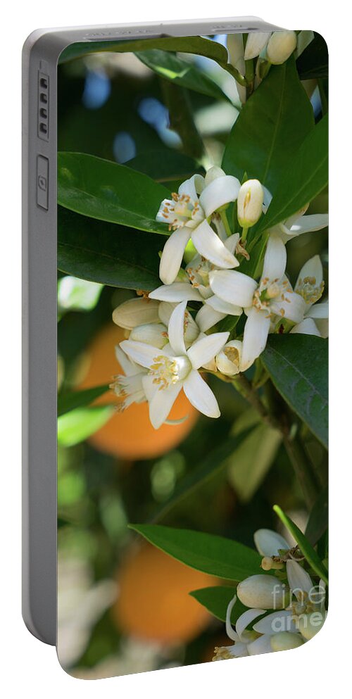 Orange Blossom Portable Battery Charger featuring the photograph White orange blossoms and leaves in spring by Adriana Mueller