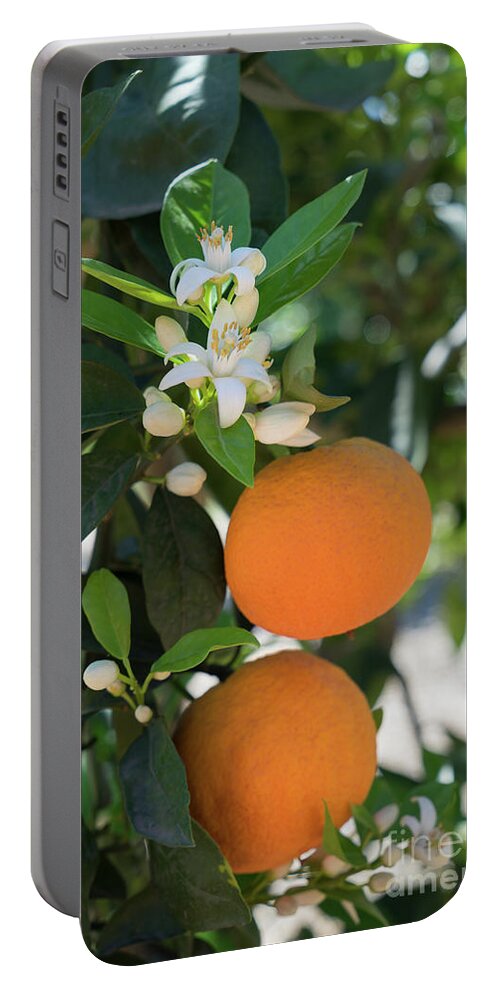 Orange Blossom Portable Battery Charger featuring the photograph White orange blossom, fruits and floral beauty in the mediterranean sunlight by Adriana Mueller