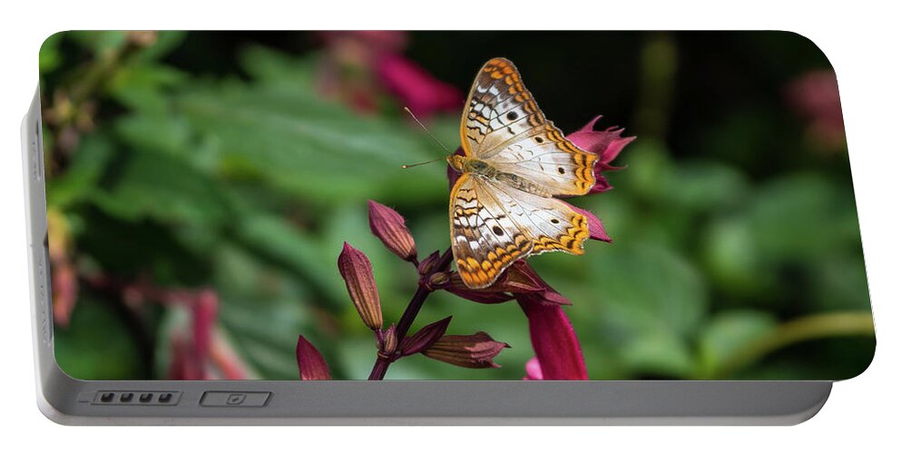 White Peacock Butterfly Portable Battery Charger featuring the photograph White Peacock Butterfly by Jennifer White
