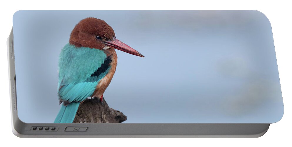 White Throated Kingfisher Portable Battery Charger featuring the photograph White throated Kingfisher by Puttaswamy Ravishankar