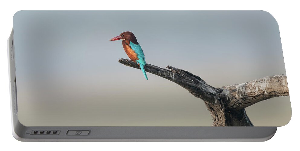 White-throated Kingfisher Portable Battery Charger featuring the photograph White-throated Kingfisher #4 by Puttaswamy Ravishankar