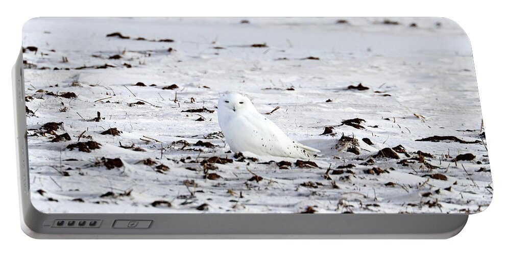 Snowy Owl Portable Battery Charger featuring the photograph Whiter Than Snow by Debbie Oppermann