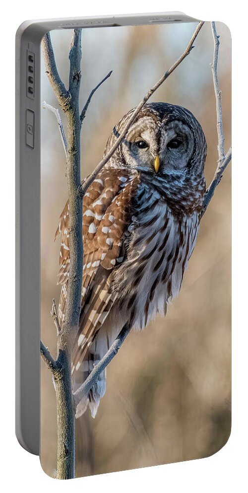 Owl Portable Battery Charger featuring the photograph Who Gives a Hoot by Linda Shannon Morgan