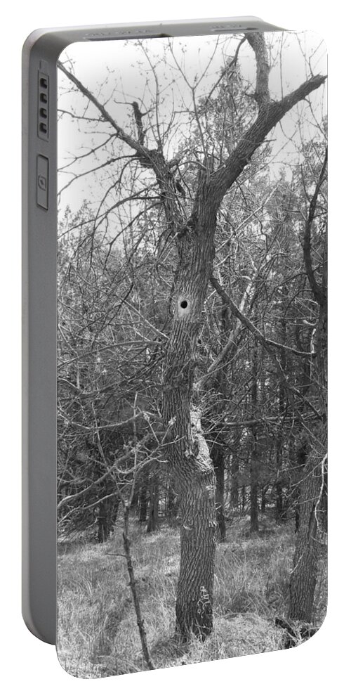 Tree Portable Battery Charger featuring the photograph Who Lives In The Hollow Tree by Amanda R Wright