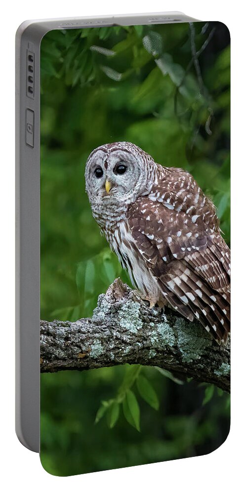 Nature Portable Battery Charger featuring the photograph Whooo Goes There by Linda Shannon Morgan