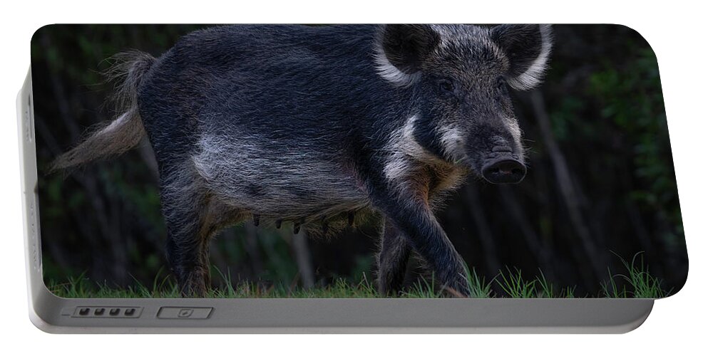 Hog Portable Battery Charger featuring the photograph Wild Boar 2 by Larry Marshall