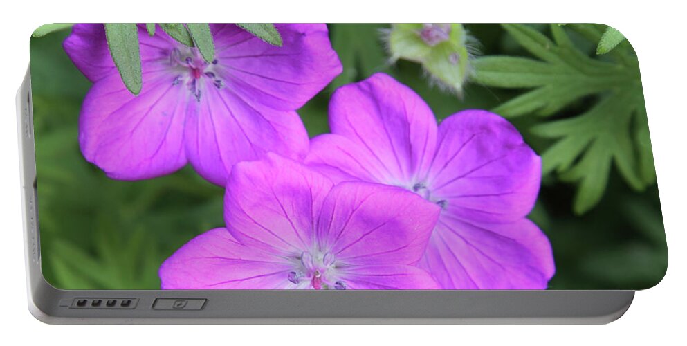 Flowers Portable Battery Charger featuring the photograph Wild Geraniums by Bob Falcone