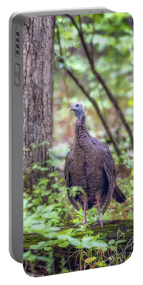 Wild Turkey Portable Battery Charger featuring the photograph Wild Turkey Standing on a Log by Susan Rissi Tregoning