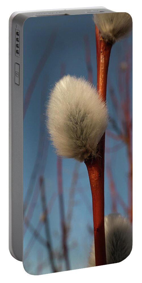 Spring Portable Battery Charger featuring the photograph Willow Catkin by Karen Rispin