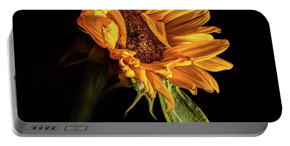 Black Background Portable Battery Charger featuring the photograph Wilting Sunflower #1 by Kevin Suttlehan