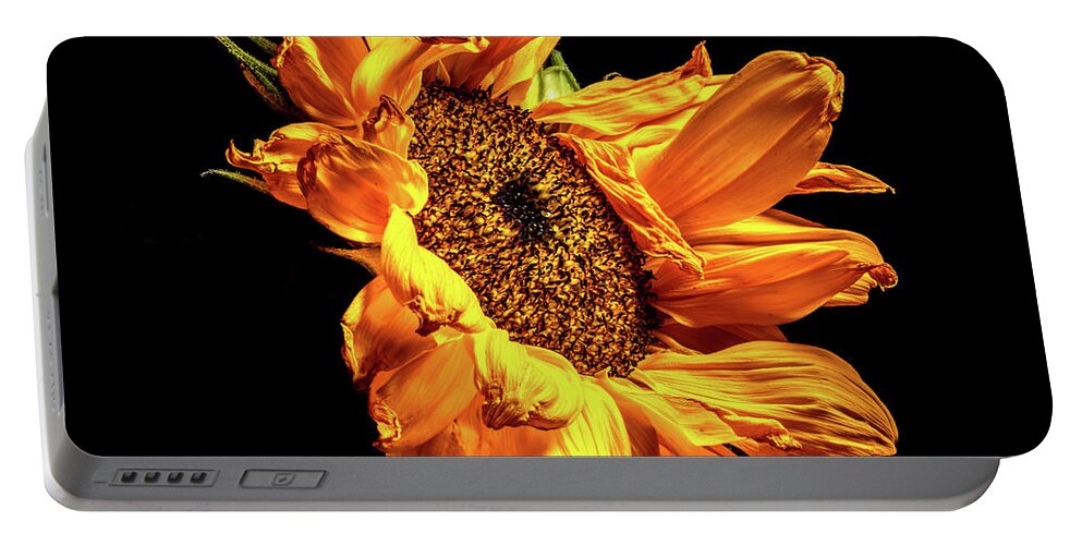 Black Background Portable Battery Charger featuring the photograph Wilting Sunflower #2 by Kevin Suttlehan
