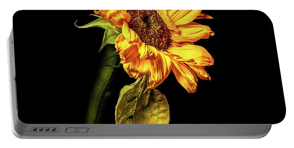 Black Background Portable Battery Charger featuring the photograph Wilting Sunflower #3 by Kevin Suttlehan
