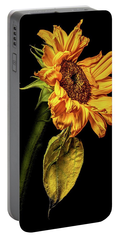 4x5 Format Portable Battery Charger featuring the photograph Wilting Sunflower #5 by Kevin Suttlehan