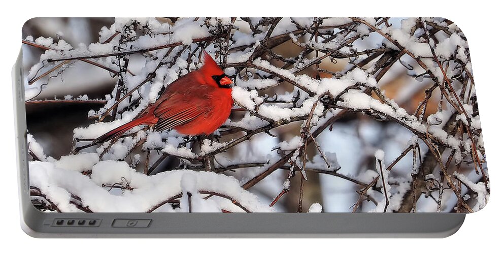 Eye Portable Battery Charger featuring the photograph Winter Cardinal by Scott Olsen