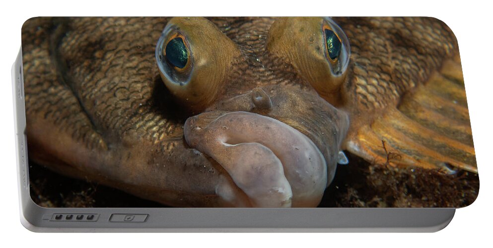 Flounder Portable Battery Charger featuring the photograph Winter flounder by Brian Weber