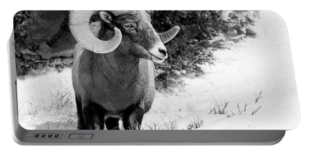 Bighorn Portable Battery Charger featuring the photograph Winter Gaze by Art Cole
