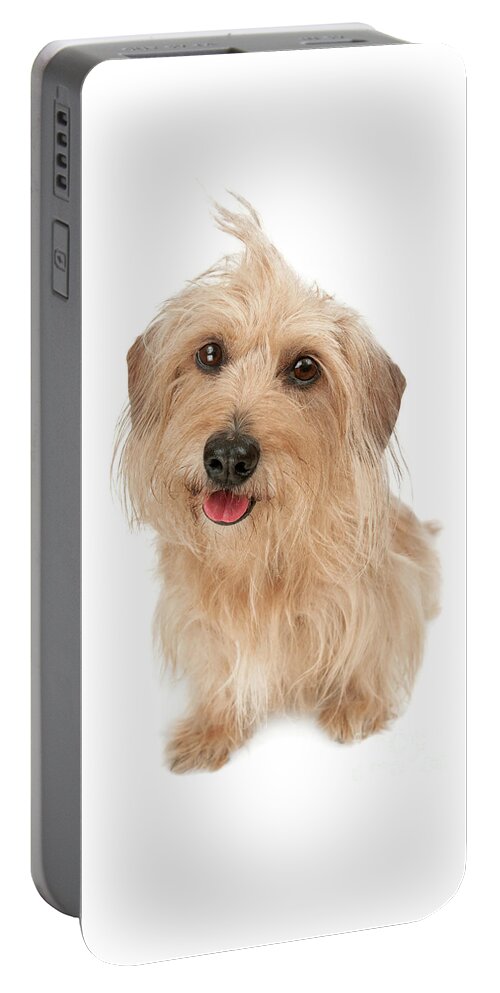 Dog Portable Battery Charger featuring the photograph Wire haired Doxie Joy by Renee Spade Photography