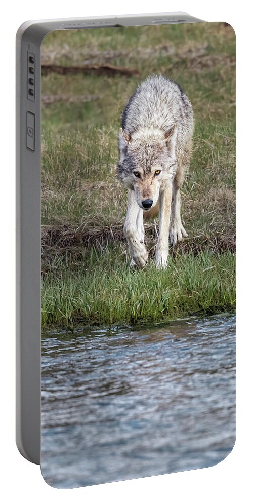 Wolf Portable Battery Charger featuring the photograph Wolf Strolling to the River by Joan Carroll