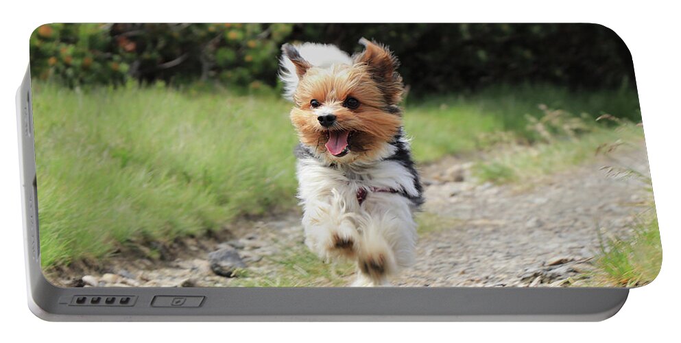 Biewer Yorkshire Terrier Portable Battery Charger featuring the photograph Biewer Terrier in run position with tongue out by Vaclav Sonnek