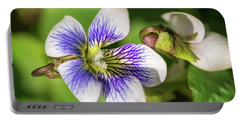 Violet Portable Battery Charger featuring the photograph Wood Violet I by Marianne Campolongo