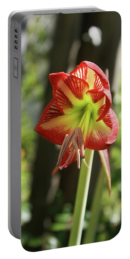  Portable Battery Charger featuring the photograph Yellow and Red Amaryllis by Heather E Harman
