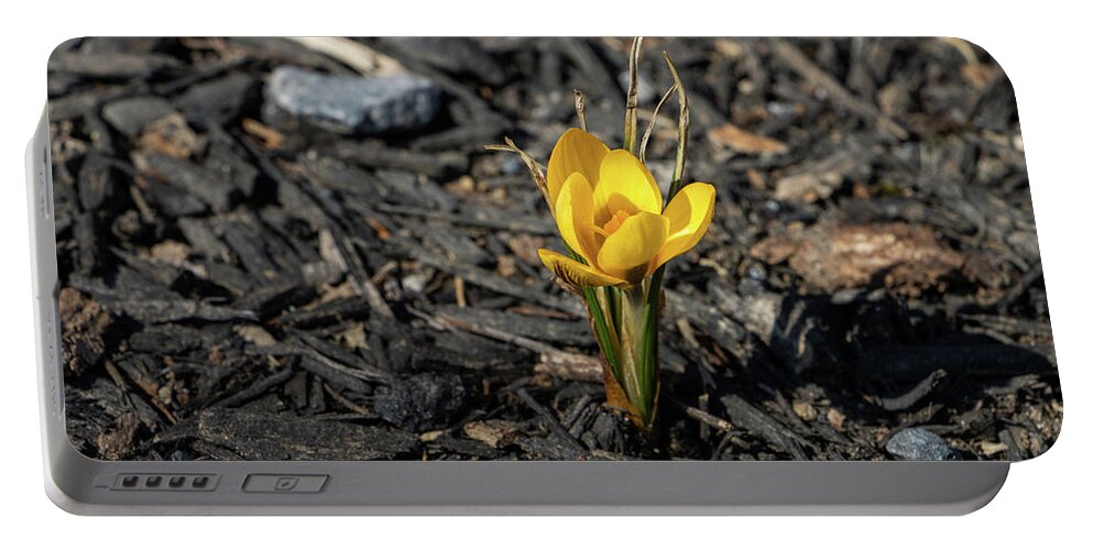 Bloom Portable Battery Charger featuring the photograph Yellow Crocus in Winter by Jeff Severson