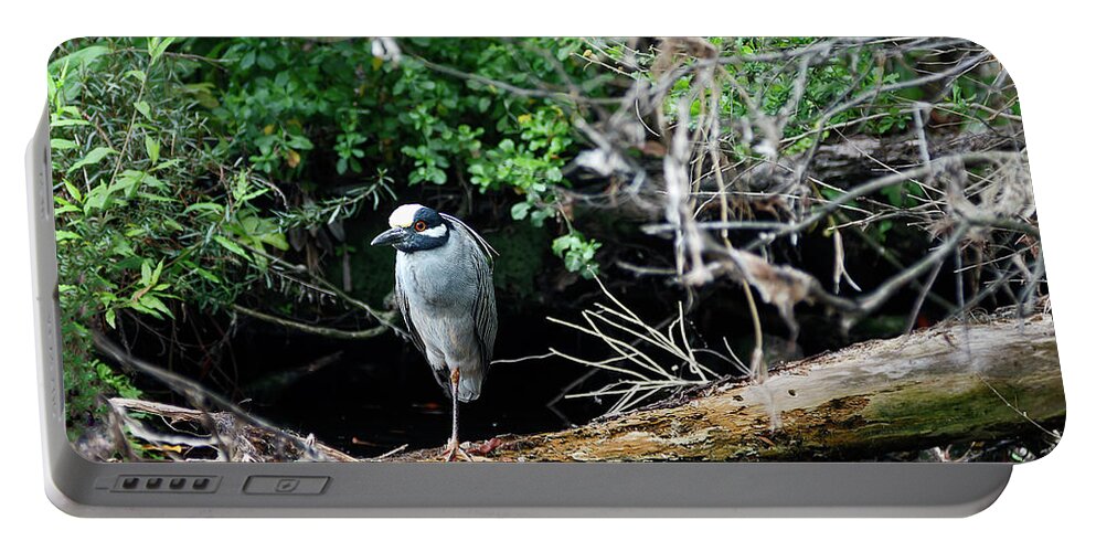 Yellow-crowned Night-heron Portable Battery Charger featuring the photograph Yellow-crowned Night-heron by Sally Weigand