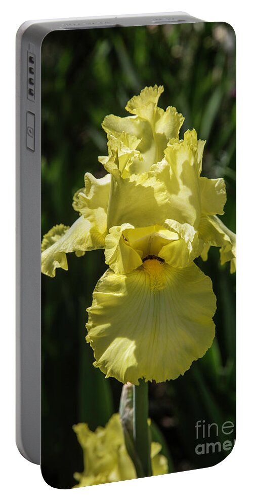 Arboretum; Flowers; Yellow; Green; Plants; Iris; Portable Battery Charger featuring the photograph Yellow on Yellow by Kathy McClure