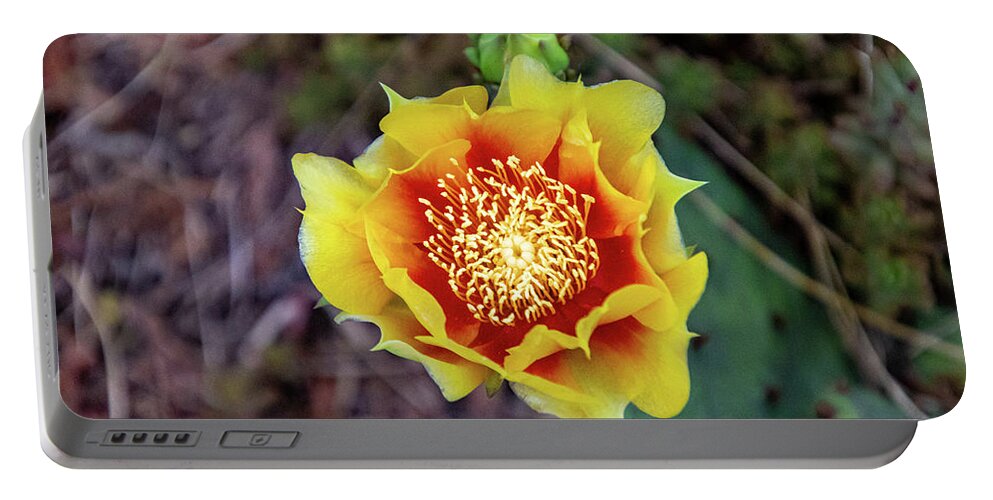 Flower Portable Battery Charger featuring the photograph Yellow Orange Cactus Flower by Matt Sexton