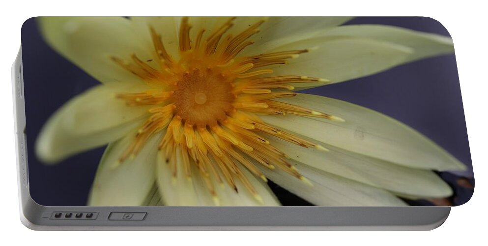 Water Lily Portable Battery Charger featuring the photograph Yellow Star by Mingming Jiang