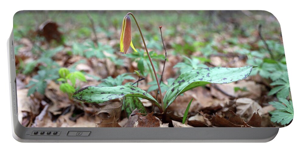 Yellow Trout Lily Portable Battery Charger featuring the photograph Yellow Trout Lily-Erythronium americanum 0003 by Jack Schultz