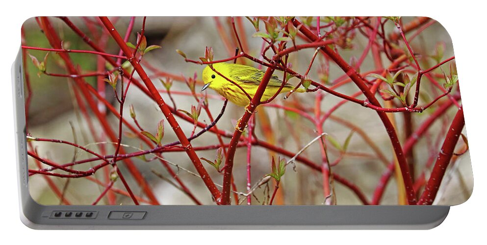 Yellow Warbler Portable Battery Charger featuring the photograph Yellow Warbler In Red Dogwood by Debbie Oppermann