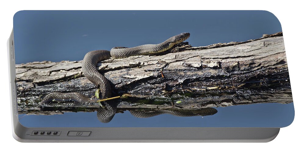 Wildlife Portable Battery Charger featuring the photograph Yellowbelly Water Snake - 8494 by Jerry Owens
