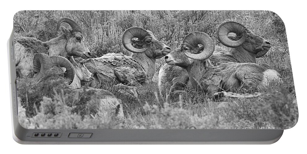 Bighorn Portable Battery Charger featuring the photograph Yellowstone Bighorn Cluster Black And White by Adam Jewell