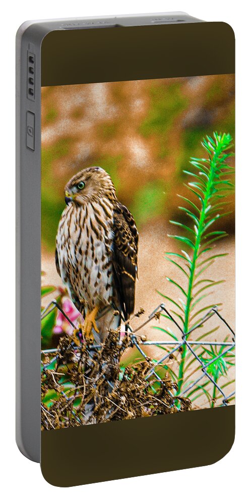 Falcon Portable Battery Charger featuring the photograph Young Ca Falcon 2020 2 by Phyllis Spoor