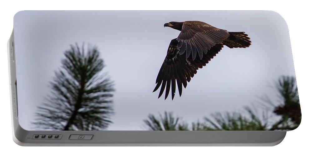 Lake Portable Battery Charger featuring the photograph Young Eagle in Flight by Mike Lee