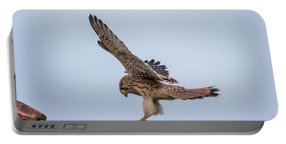 Kestrel Portable Battery Charger featuring the photograph Young European Kestrel Landing by Torbjorn Swenelius