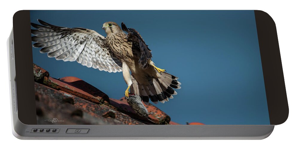 Young Kestrel Portable Battery Charger featuring the photograph Young flying Kestrel with the prey in the claw by Torbjorn Swenelius