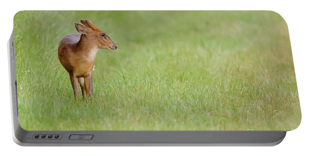 Deer Portable Battery Charger featuring the photograph Young muntjac deer closeup and alone by Simon Bratt