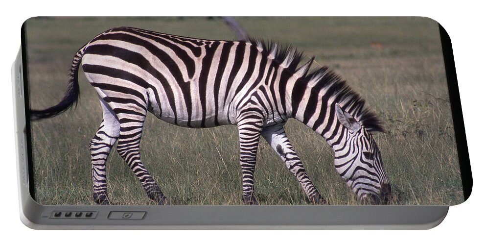 Africa Portable Battery Charger featuring the photograph Zebra Eating in Field by Russel Considine