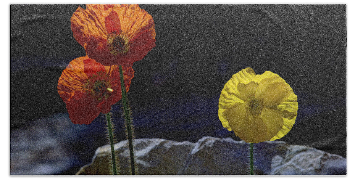 Iceland Poppies Beach Towel featuring the photograph And One Yellow by Joe Schofield