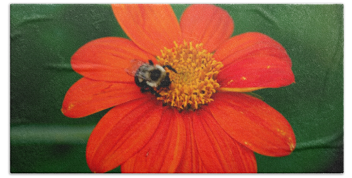Bee Beach Towel featuring the photograph Bumblebee On Flower by John Black